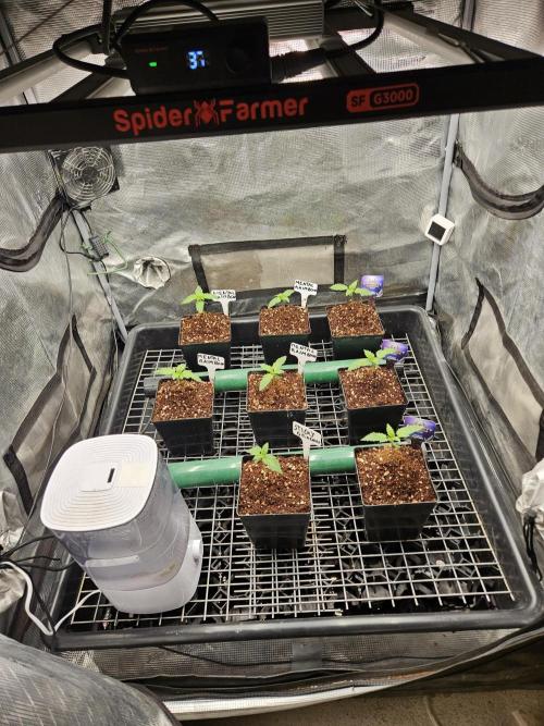 A Mindful Grow: Mental Rainbow. Week 1