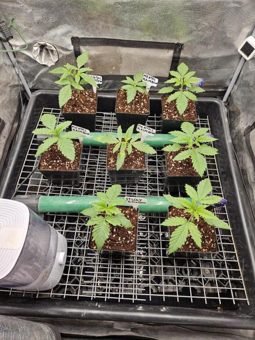 Automated oasis: Sticky Broccoli. Week 2