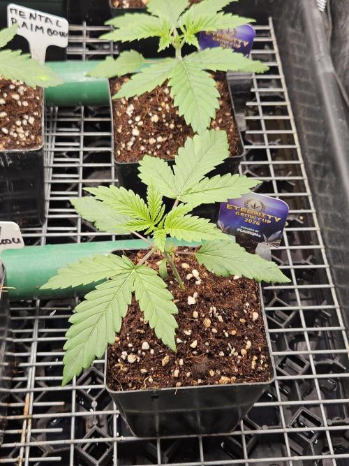 Automated oasis: Sticky Broccoli. Week 2