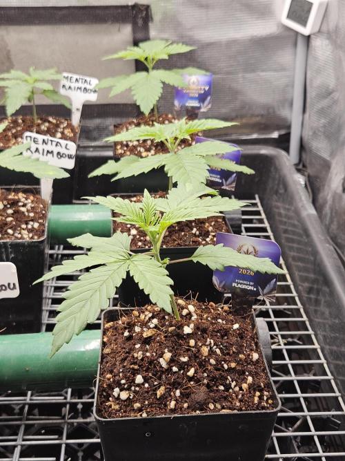 Automated oasis: Sticky Broccoli. Week 2
