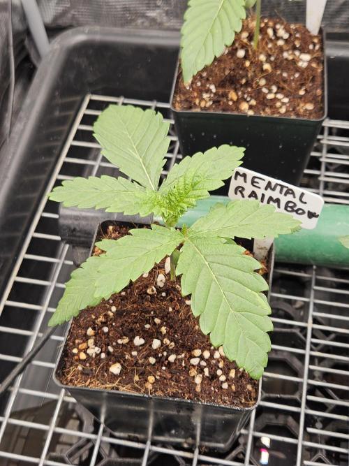 A Mindful Grow: Mental Rainbow. Week 2