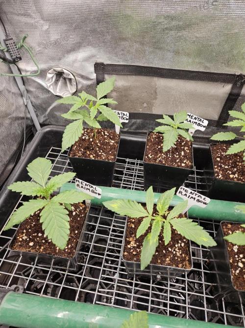 A Mindful Grow: Mental Rainbow. Week 2