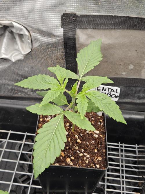 A Mindful Grow: Mental Rainbow. Week 2
