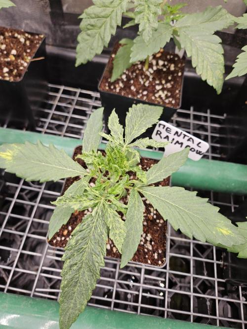 A Mindful Grow: Mental Rainbow. Week 2