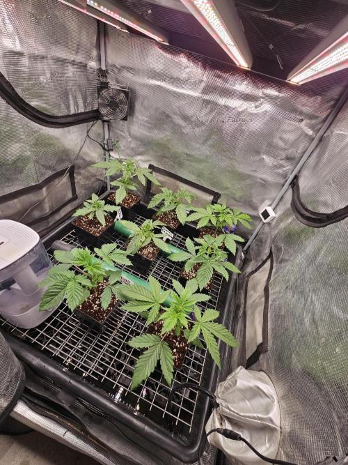 A Mindful Grow: Mental Rainbow. Week 2