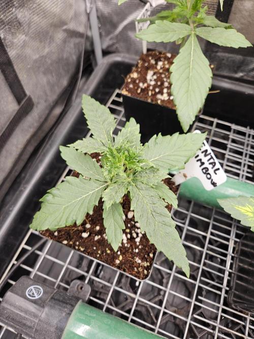 A Mindful Grow: Mental Rainbow. Week 2