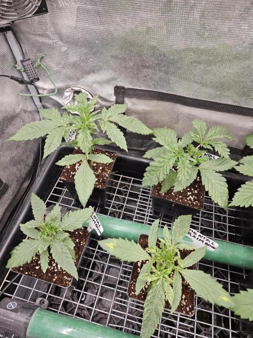 A Mindful Grow: Mental Rainbow. Week 2