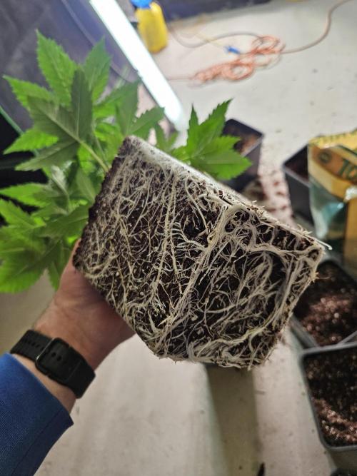 Automated oasis: Sticky Broccoli. Week 3