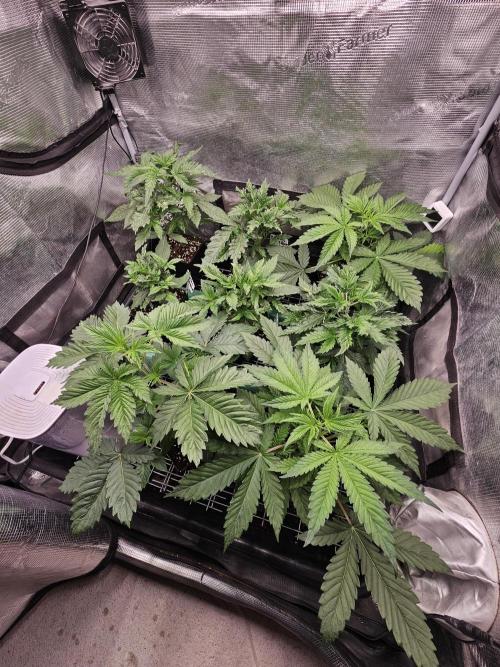 Automated oasis: Sticky Broccoli. Week 3