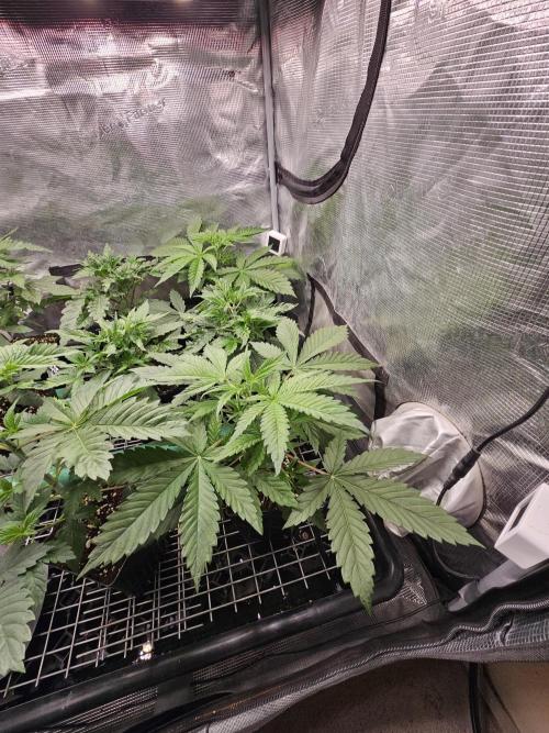 Automated oasis: Sticky Broccoli. Week 3