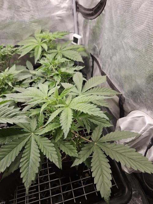 Automated oasis: Sticky Broccoli. Week 3