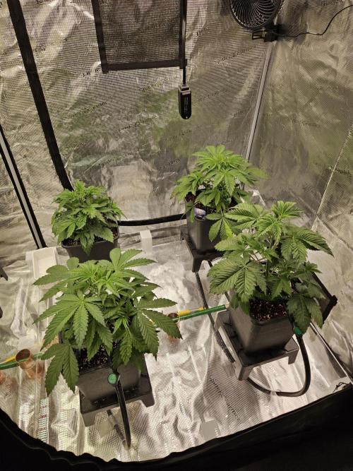 Automated oasis: Sticky Broccoli. Week 3