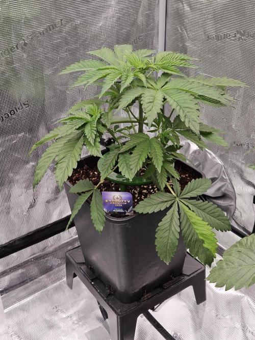 Automated oasis: Sticky Broccoli. Week 3