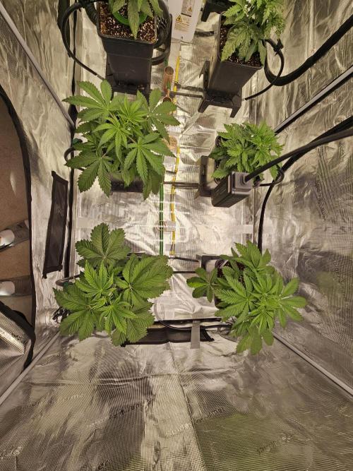 Automated oasis: Sticky Broccoli. Week 3
