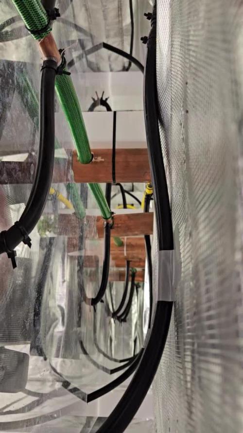 Automated oasis: Sticky Broccoli