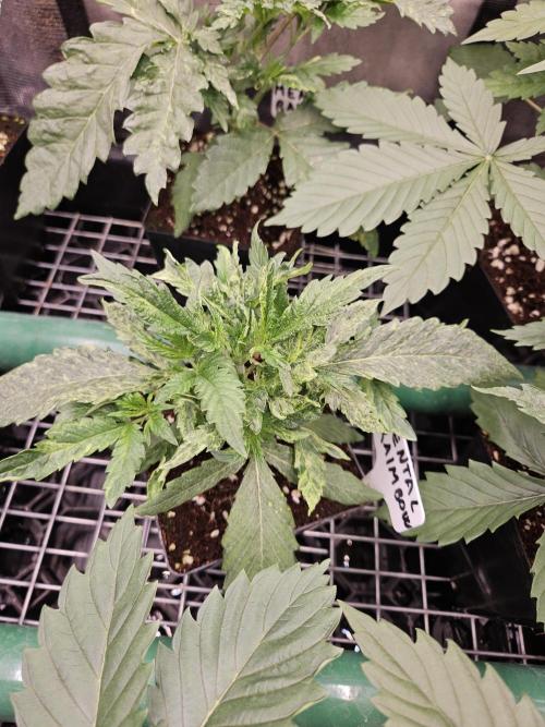 A Mindful Grow: Mental Rainbow. Week 3