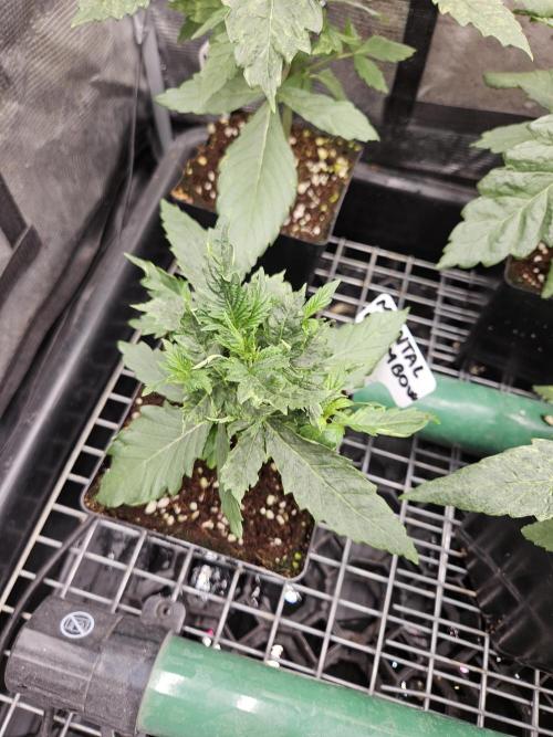 A Mindful Grow: Mental Rainbow. Week 3