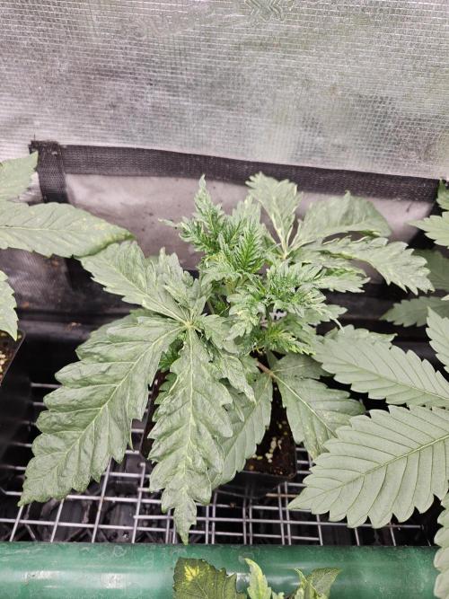 A Mindful Grow: Mental Rainbow. Week 3