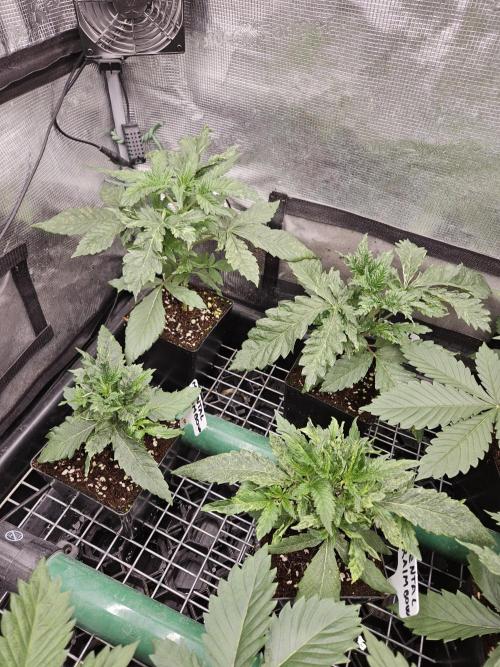 A Mindful Grow: Mental Rainbow. Week 3