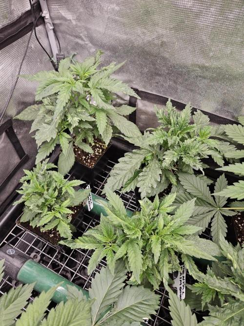A Mindful Grow: Mental Rainbow. Week 3