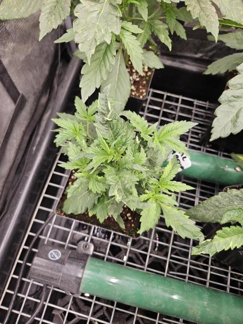 A Mindful Grow: Mental Rainbow. Week 3