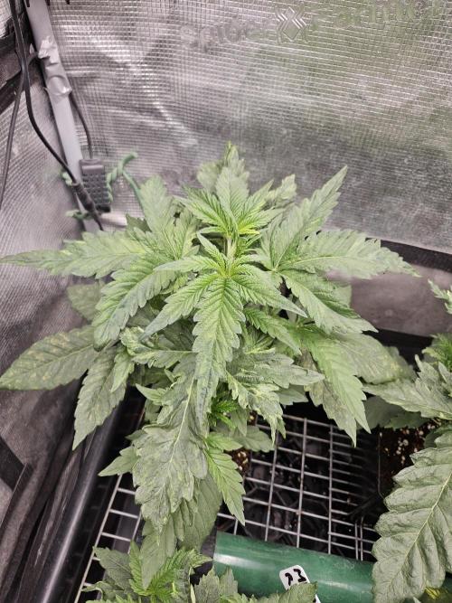 A Mindful Grow: Mental Rainbow. Week 3