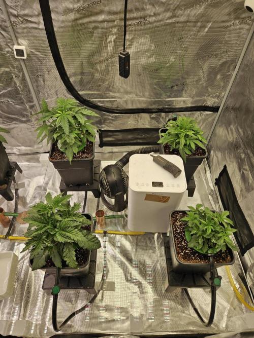 A Mindful Grow: Mental Rainbow. Week 3