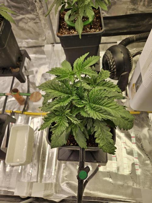 A Mindful Grow: Mental Rainbow. Week 3
