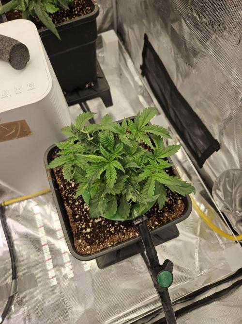 A Mindful Grow: Mental Rainbow. Week 3