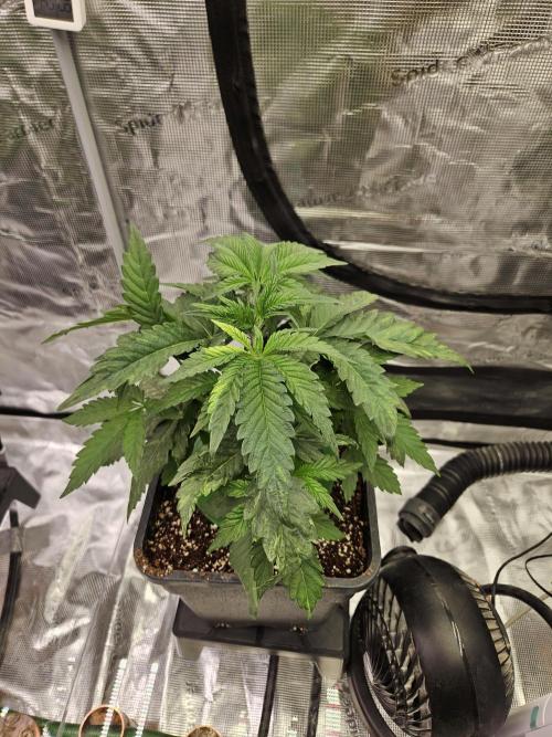 A Mindful Grow: Mental Rainbow. Week 3