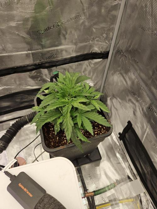 A Mindful Grow: Mental Rainbow. Week 3