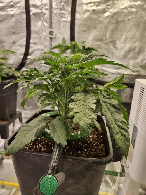 A Mindful Grow: Mental Rainbow. Week 3