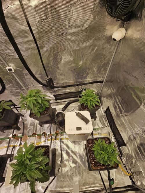 A Mindful Grow: Mental Rainbow. Week 3