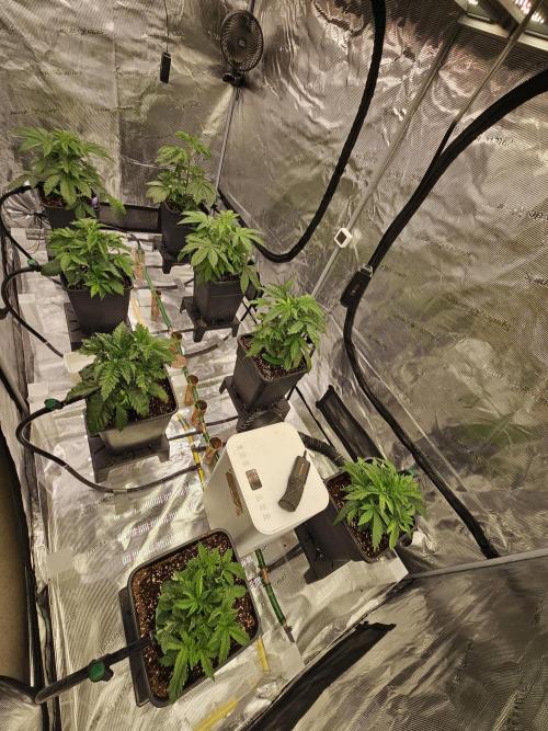 A Mindful Grow: Mental Rainbow. Week 3