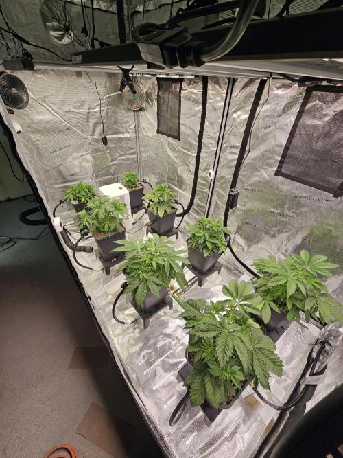 A Mindful Grow: Mental Rainbow. Week 3
