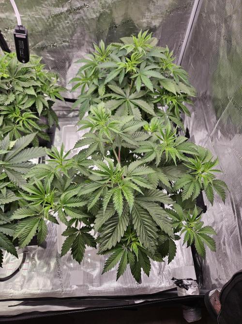 Automated oasis: Sticky Broccoli. Week 4