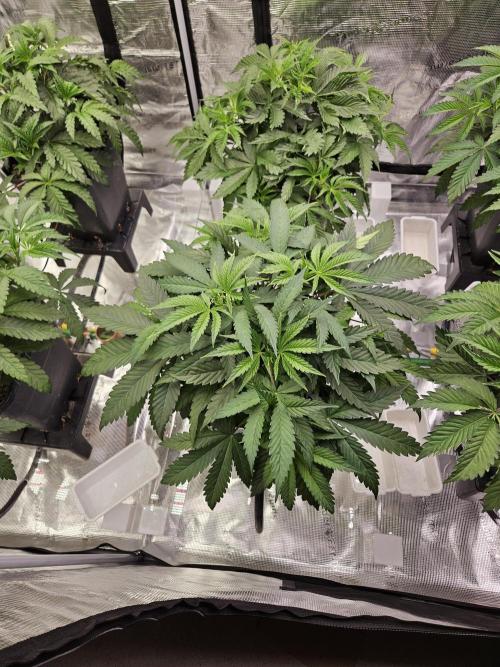 Automated oasis: Sticky Broccoli. Week 4
