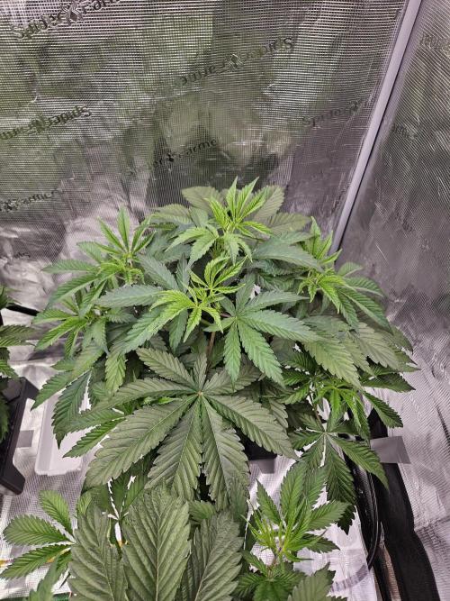 Automated oasis: Sticky Broccoli. Week 4