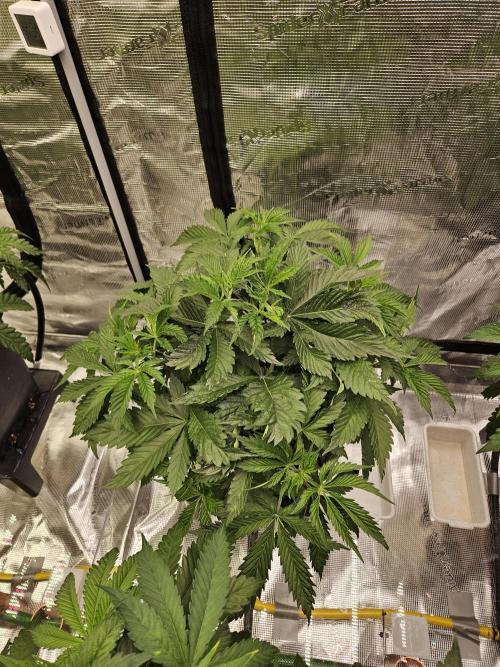 Automated oasis: Sticky Broccoli. Week 4
