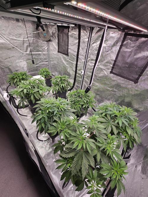 Automated oasis: Sticky Broccoli. Week 4