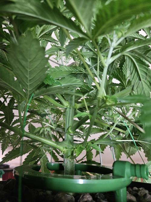 Automated oasis: Sticky Broccoli. Week 4