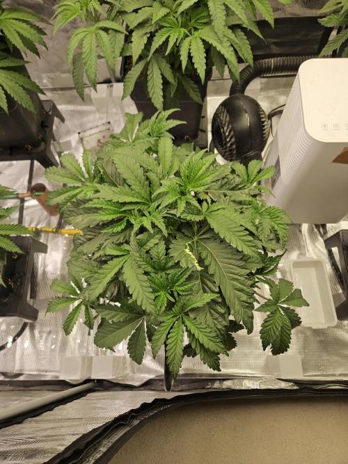 A Mindful Grow: Mental Rainbow. Week 4