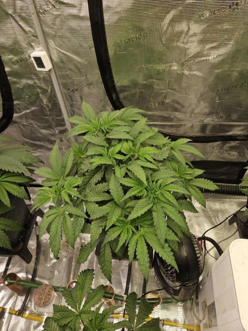 A Mindful Grow: Mental Rainbow. Week 4