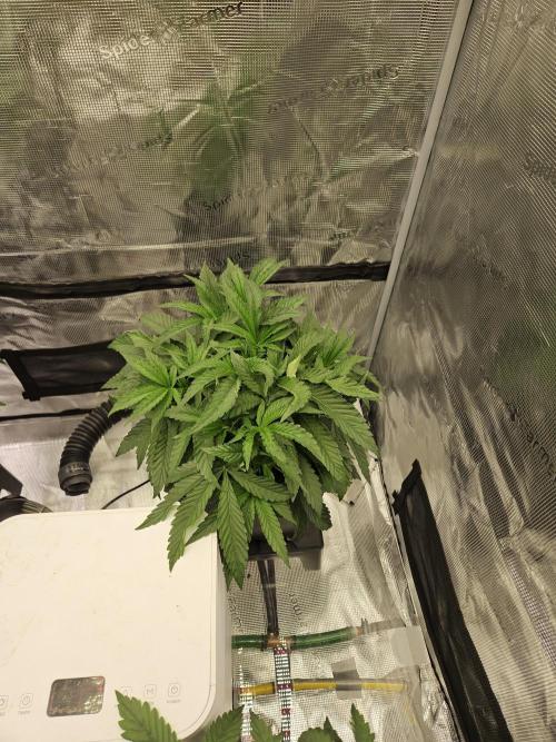A Mindful Grow: Mental Rainbow. Week 4