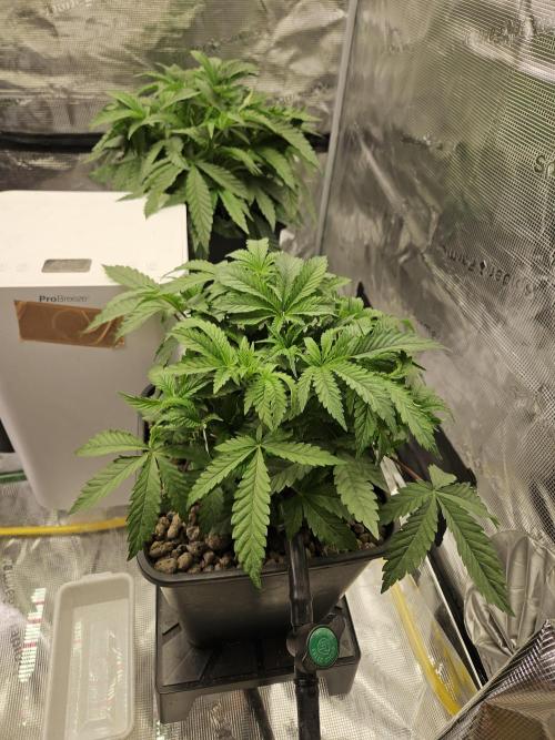 A Mindful Grow: Mental Rainbow. Week 4