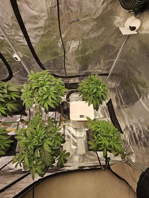 A Mindful Grow: Mental Rainbow. Week 4