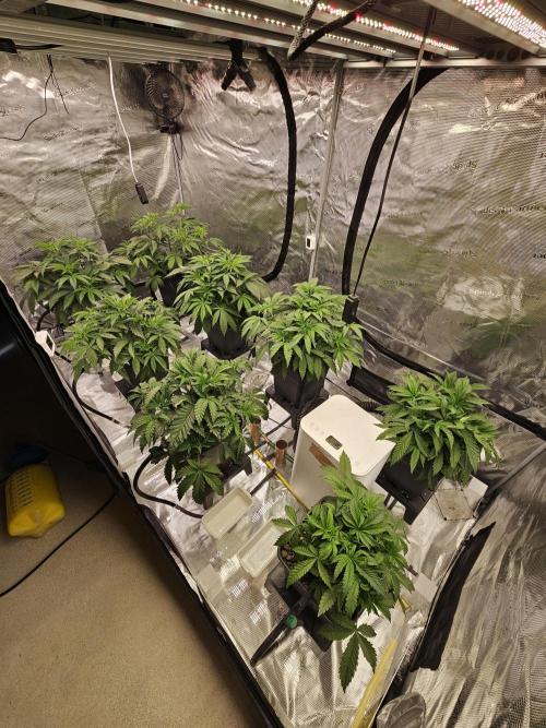 A Mindful Grow: Mental Rainbow. Week 4