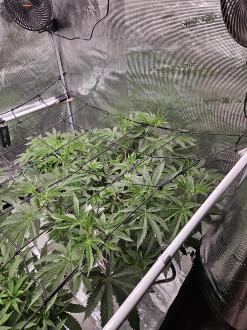 Automated oasis: Sticky Broccoli. Week 5