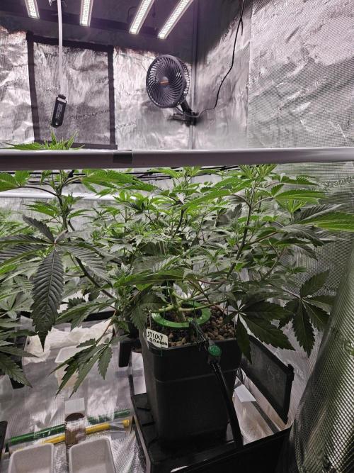 Automated oasis: Sticky Broccoli. Week 5