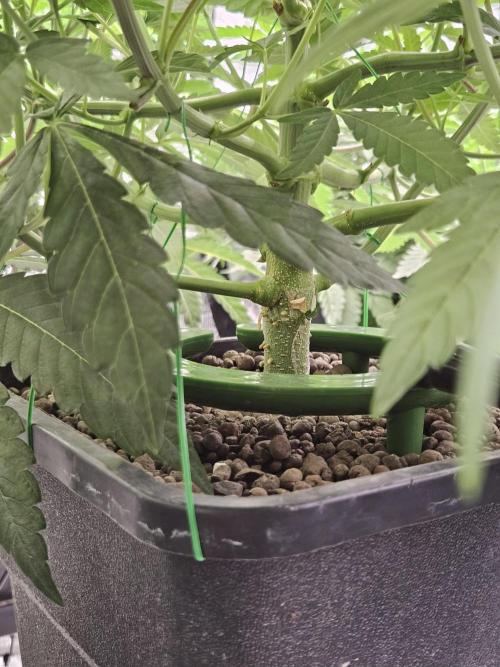 Automated oasis: Sticky Broccoli. Week 5